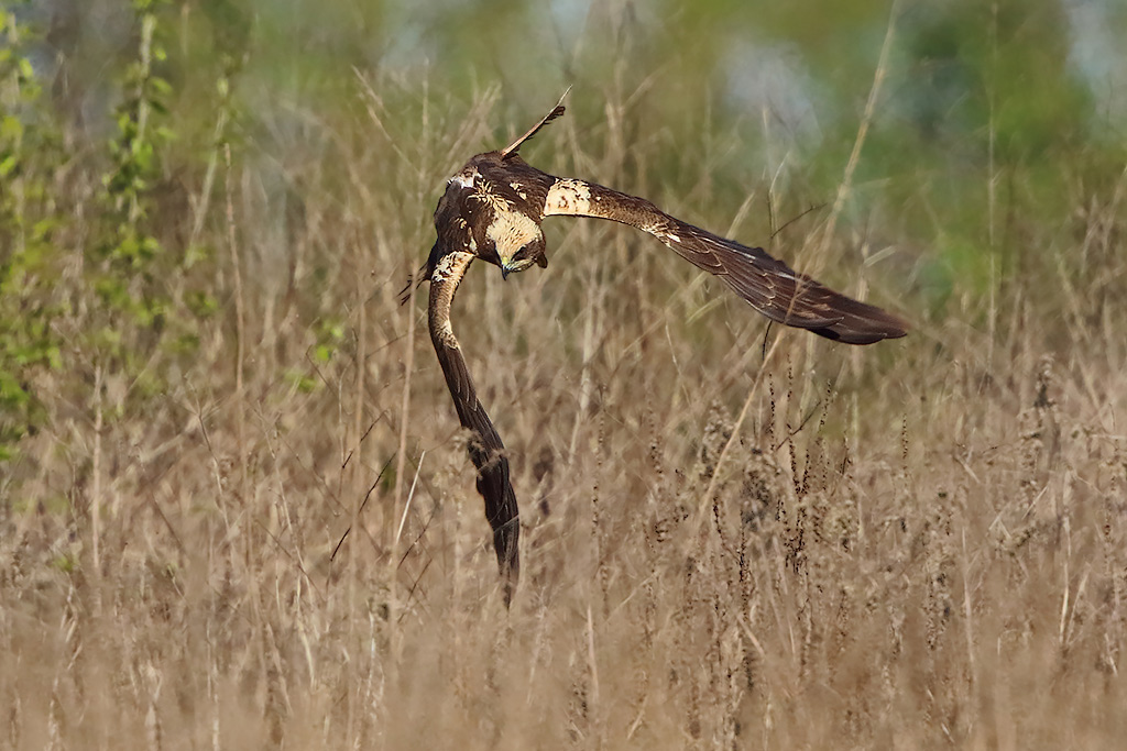 Falco di palude (Circus aeruginosus)